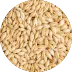 Barley