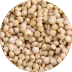 Sorghum