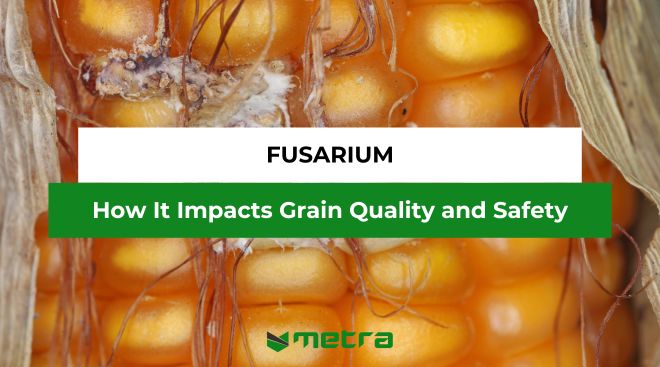 Fusarium: How It Impacts Grain Quality and Safety
