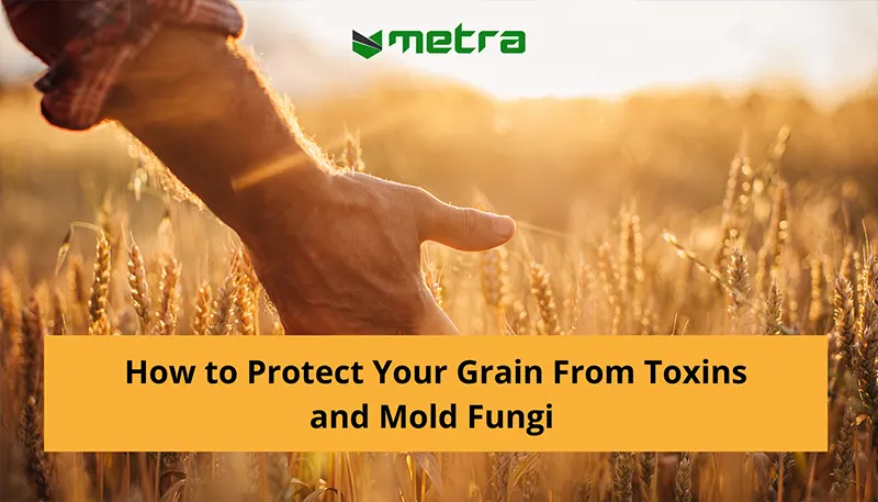 How to Protect Your Grain From Toxins and Mold Fungi