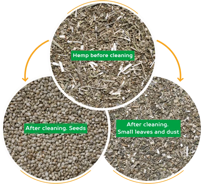 Hemp before cleaning, and after cleaning: small leaves and dust separated from the seeds