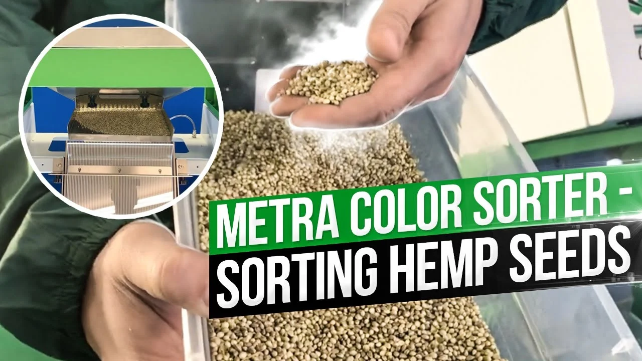 Metra Color sorter - sorting Hemp seeds